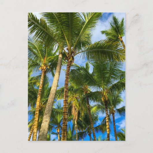 Hawaiian Exotic Beach Palm Trees Postkarte (Vorderseite)
