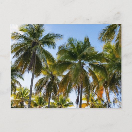 Hawaiian Exotic Beach Palm Trees Postkarte (Vorderseite)