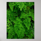 Hawaiian Ferns Poster (Vorne)