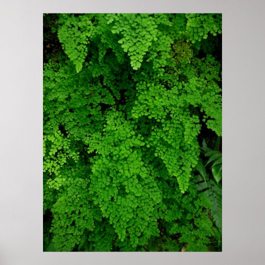 Hawaiian Ferns Poster (Vorne)