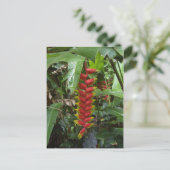 Hawaiian Firecracker Postkarte (Stehend Vorderseite)