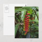 Hawaiian Firecracker Postkarte (Vorne/Hinten)