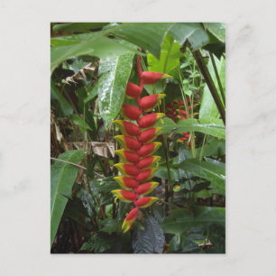 Hawaiian Firecracker Postkarte