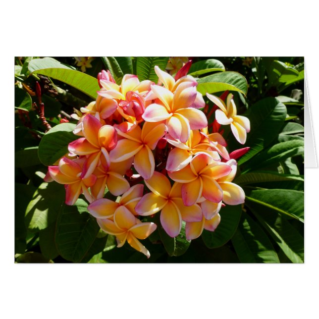 Hawaiian Frangipani (Vorderseite (Horizontal))