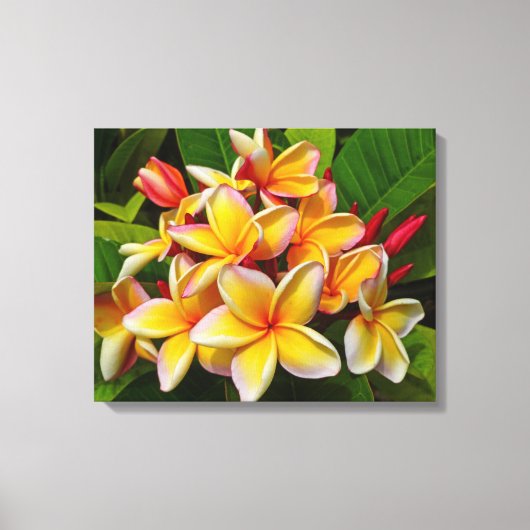 Hawaiian Frangipani Leinwanddruck (Vorderseite)