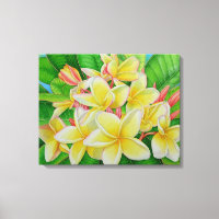 Hawaiian Frangipani
