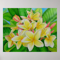 Hawaiian Frangipani