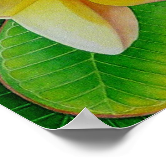Hawaiian Frangipani Poster (Ecke)