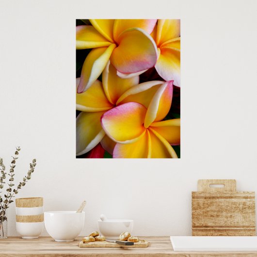 Hawaiian Frangipani Poster (Küche)