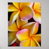 Hawaiian Frangipani Poster (Vorne)