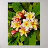 Hawaiian Frangipani Poster (Vorne)