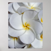 Hawaiian Frangipani Poster (Vorne)