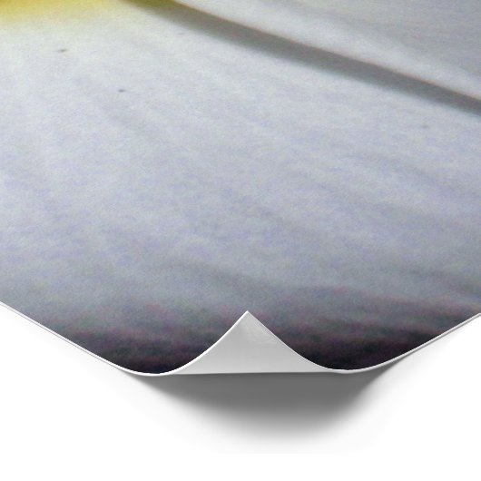 Hawaiian Frangipani Poster (Ecke)