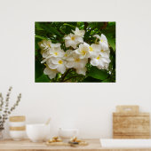 Hawaiian Frangipani Poster (Küche)