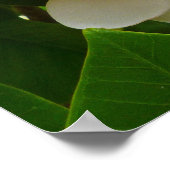 Hawaiian Frangipani Poster (Ecke)