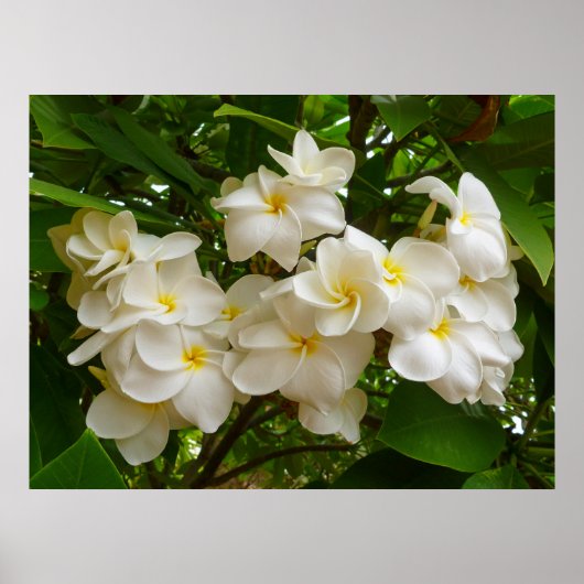Hawaiian Frangipani Poster (Vorne)