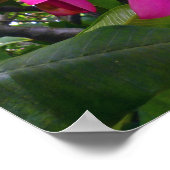 Hawaiian Frangipani Poster (Ecke)