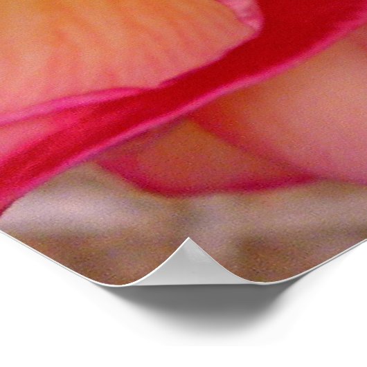 Hawaiian Frangipani Poster (Ecke)