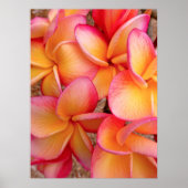 Hawaiian Frangipani Poster (Vorne)