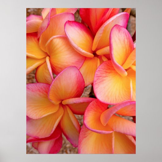 Hawaiian Frangipani Poster (Vorne)