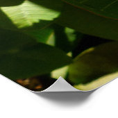 Hawaiian Frangipani Poster (Ecke)