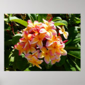 Hawaiian Frangipani Poster (Vorne)