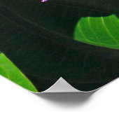 Hawaiian Frangipani Poster (Ecke)