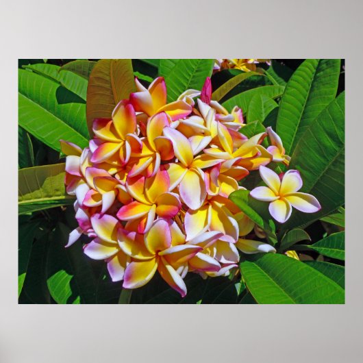 Hawaiian Frangipani Poster (Vorne)