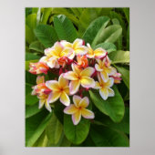 Hawaiian Frangipani Poster (Vorne)