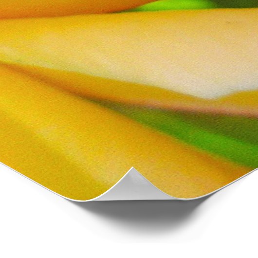 Hawaiian Frangipani Poster (Ecke)