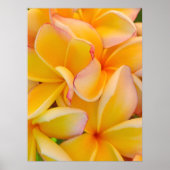 Hawaiian Frangipani Poster (Vorne)
