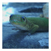 Hawaiian Gecko Poster (Vorderseite)