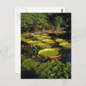 Hawaiian Giant Lily Pads Postkarte (Vorne/Hinten)