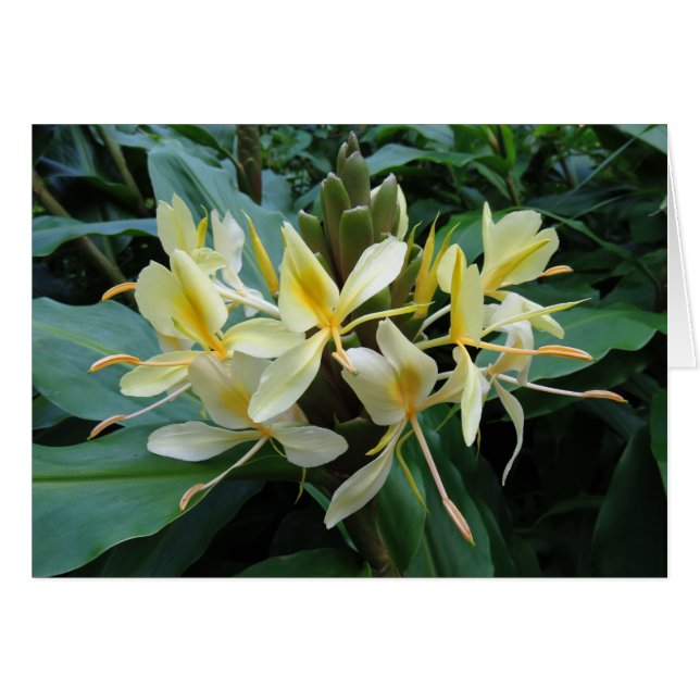 Hawaiian Ginger (Vorderseite (Horizontal))