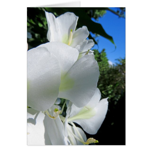 Hawaiian Ginger (Vorne)