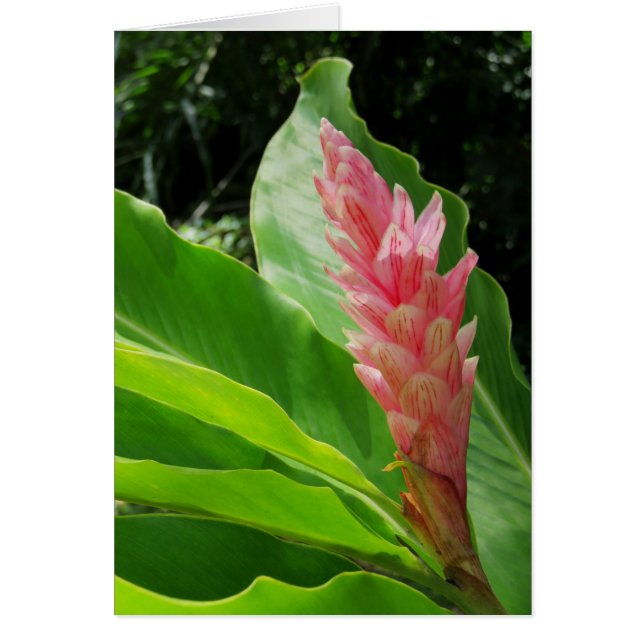 Hawaiian Ginger (Vorne)