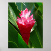 Hawaiian Ginger Poster (Vorne)