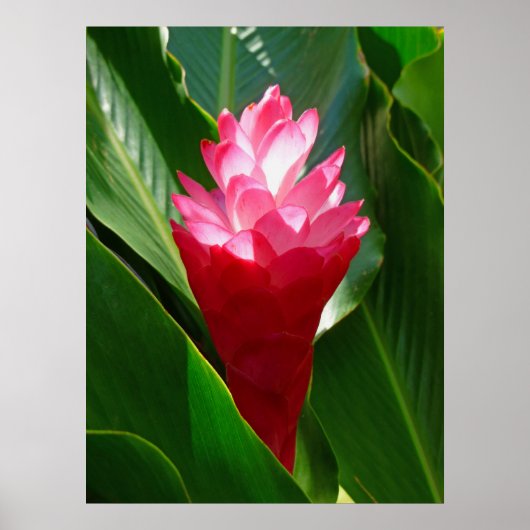 Hawaiian Ginger Poster (Vorne)