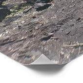 HAWAIIAN HAPUU FERNS POSTER (Ecke)