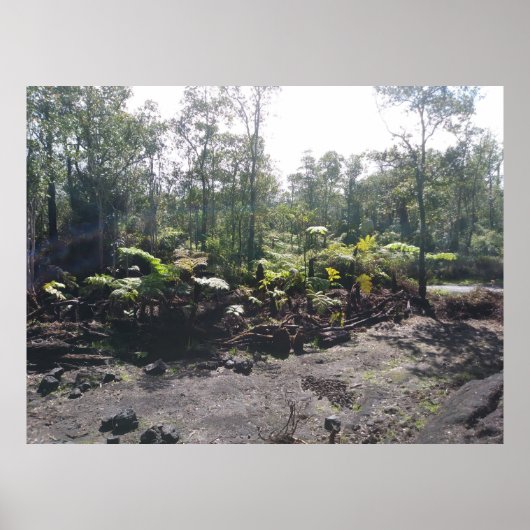 HAWAIIAN HAPUU FERNS POSTER (Vorne)