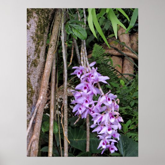 Hawaiian Honohono Orchids Poster (Vorne)
