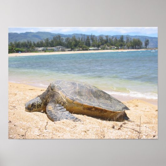 Hawaiian Honu Poster (Vorne)