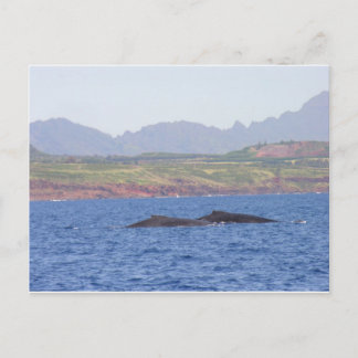 Hawaiian Humpback Whales Postkarte