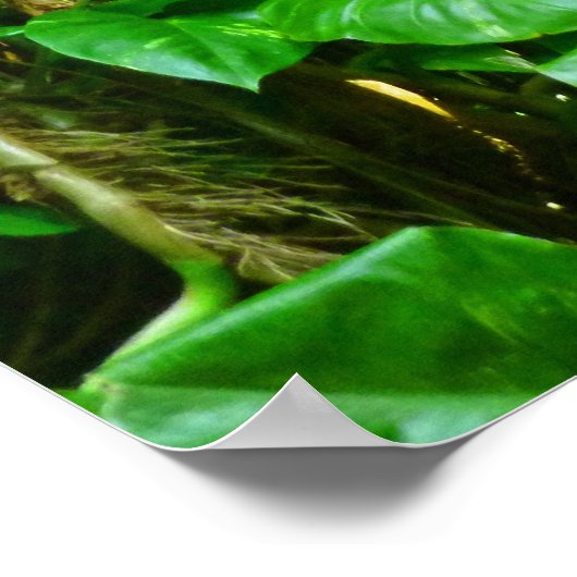 Hawaiian Jungle Vines Poster (Ecke)