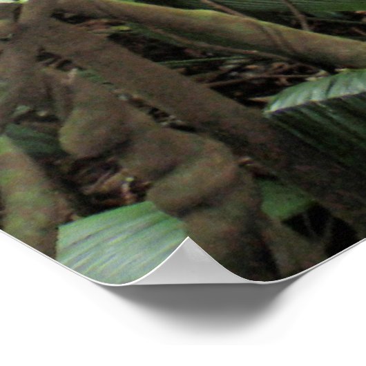 Hawaiian Jungle Vines Poster (Ecke)