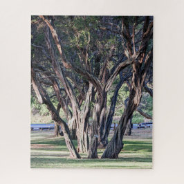 Hawaiian Kiawe Tree Jigsaw Puzzle
