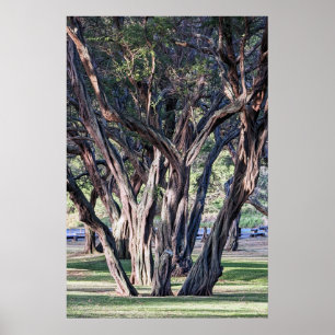 Hawaiian Kiawe Tree Poster