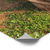 Hawaiian Kiawe Tree Poster (Ecke)