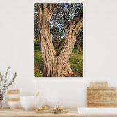 Hawaiian Kiawe Tree Poster (Küche)