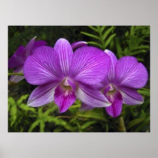 HAWAIIAN LILA ORCHID POSTER (Vorne)